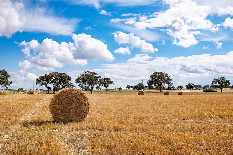 Rural Landscape in Apulia A rural landscape in Apulia showcasing golden fields dotted with round hay bales, under a bright blue sky with fluffy white clouds and scattered trees in the background.