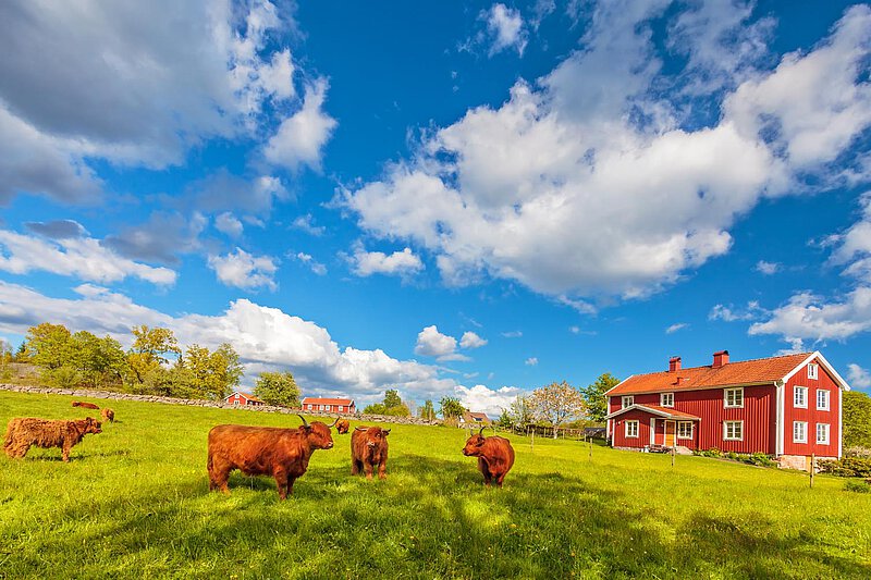 Charming Småland Landscape Brown cows grazing in a green field in Småland, Sweden, with a traditional red farmhouse and a dramatic sky, showcasing the beauty of rural Swedish landscapes.